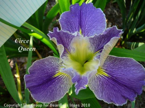 Circe Queen (1)